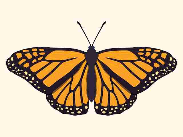 蘑菇视频下载应用内活动机制解析｜移动端适配实战记录互动率翻倍